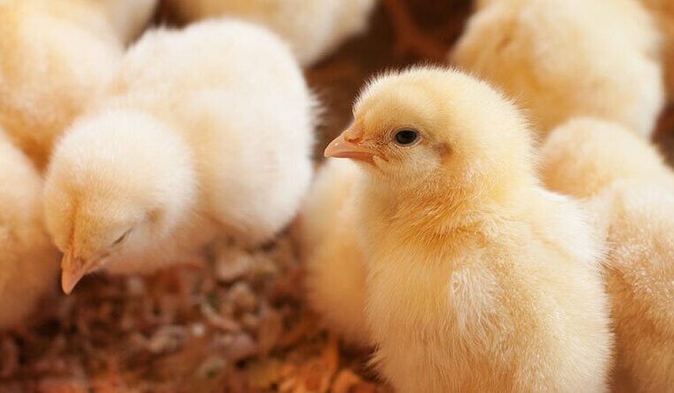 animal-feed-raw-material